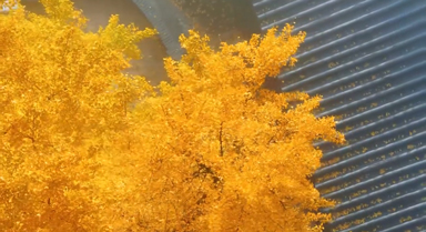 重慶千年銀杏美成壁紙