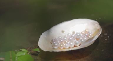 一顆珍珠是怎樣“種”出來的？